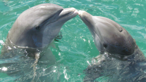 Dolphins